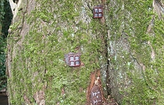 Fairy windows on a tree
