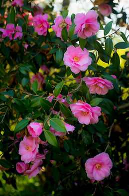 Camellia flowers