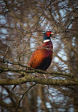 Pheasant in the grounds