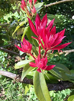 Flowers in the garden